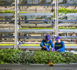 Bowery – Vertical farming is the wave of the future, using AI and technology to produce a sustainable harvest.
