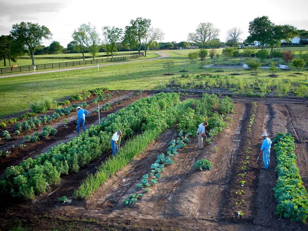 The USDA-certified organic farm at the Inn at Dos Brisas (Photo by Julie Soefer)