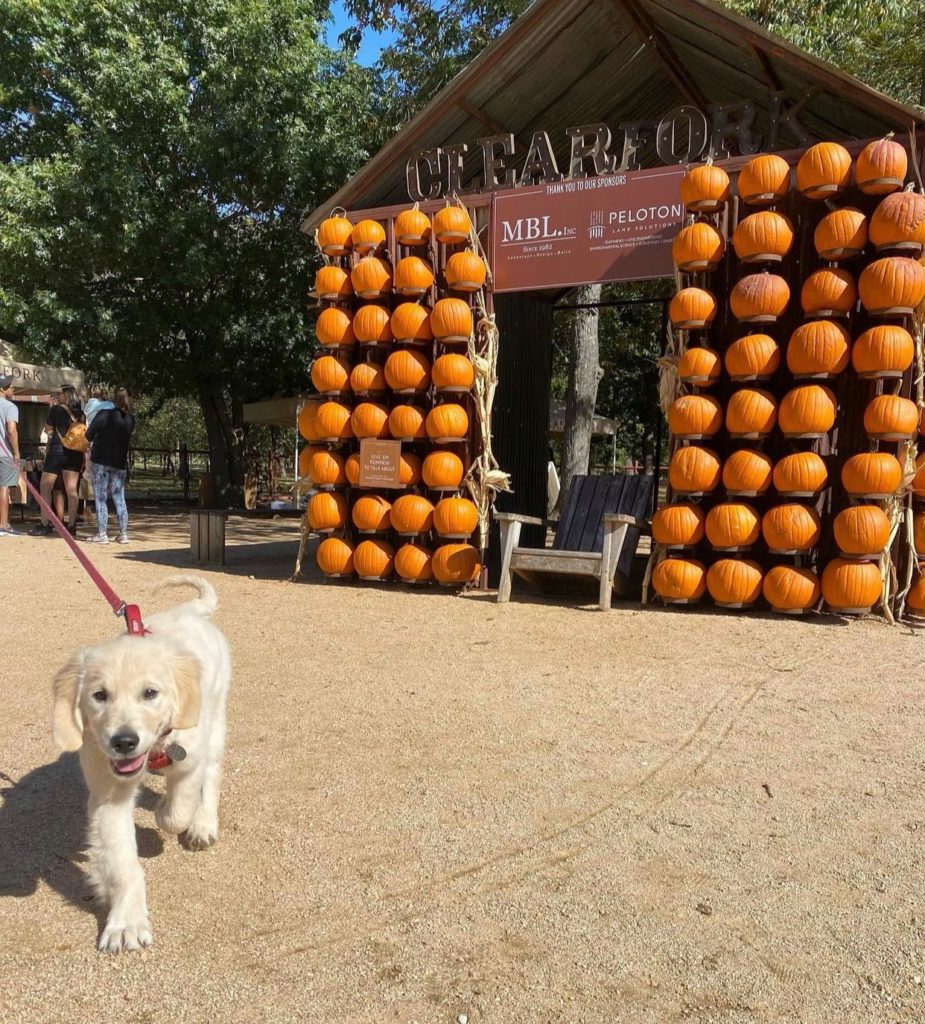 The Clearfork Pumpkin House will return in October. 