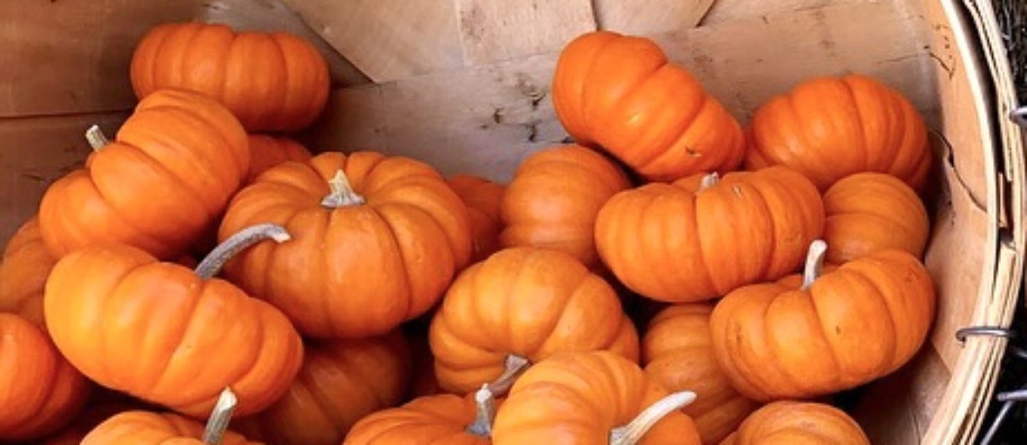 Pumpkin Spice Everything