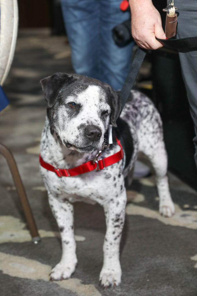 A rescue dog at the Houston PetSet 'Fierce & Fabulous Soirée' (Photo by Priscilla Dickson)