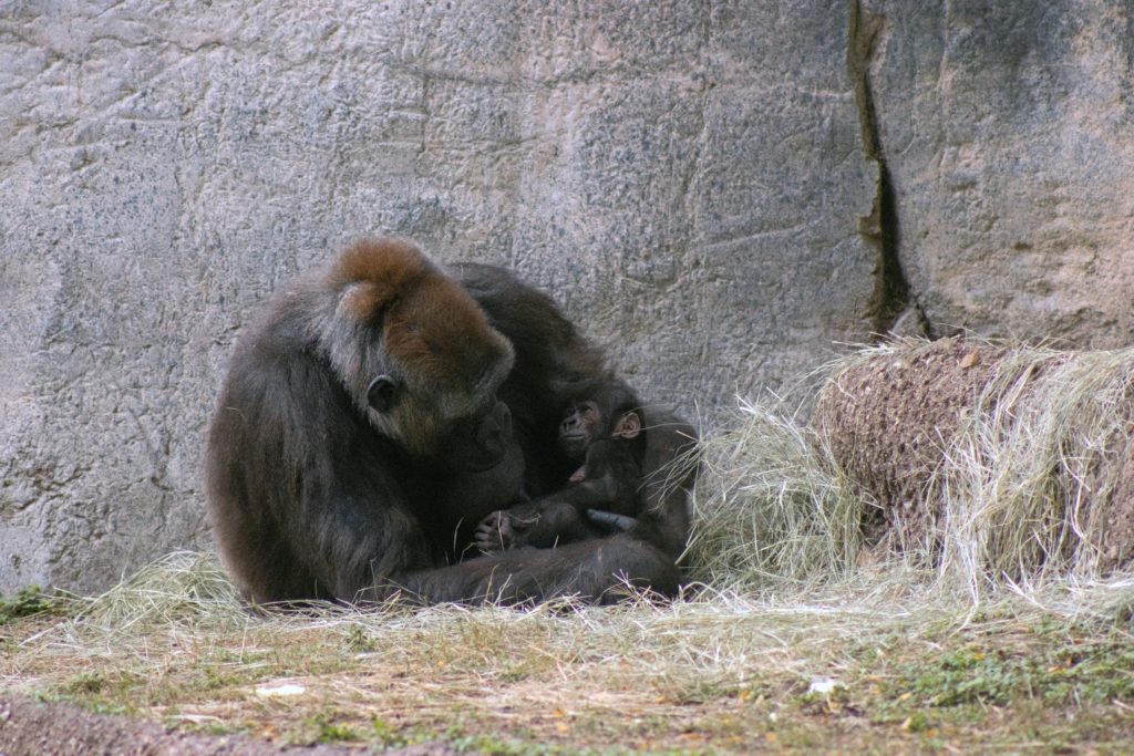Fort Worth Zoo’s newest animal is a Western lowland gorilla.