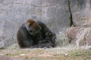 Fort Worth Zoo’s newest animal is a Western lowland gorilla.