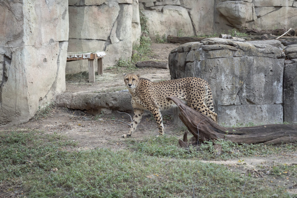 Wildlife watching the wild crowd  (Photo by Thomas Garza and Rob Wythe/Wythe Portrait Studio)