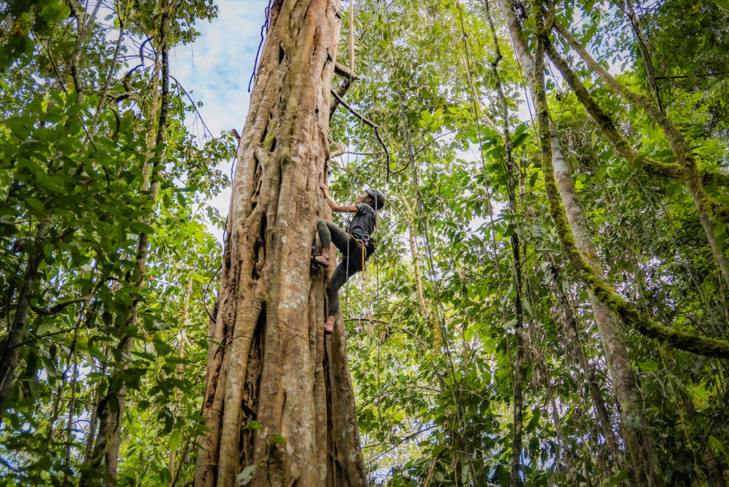 Experience ficus tree climbing in Costa Rica. 