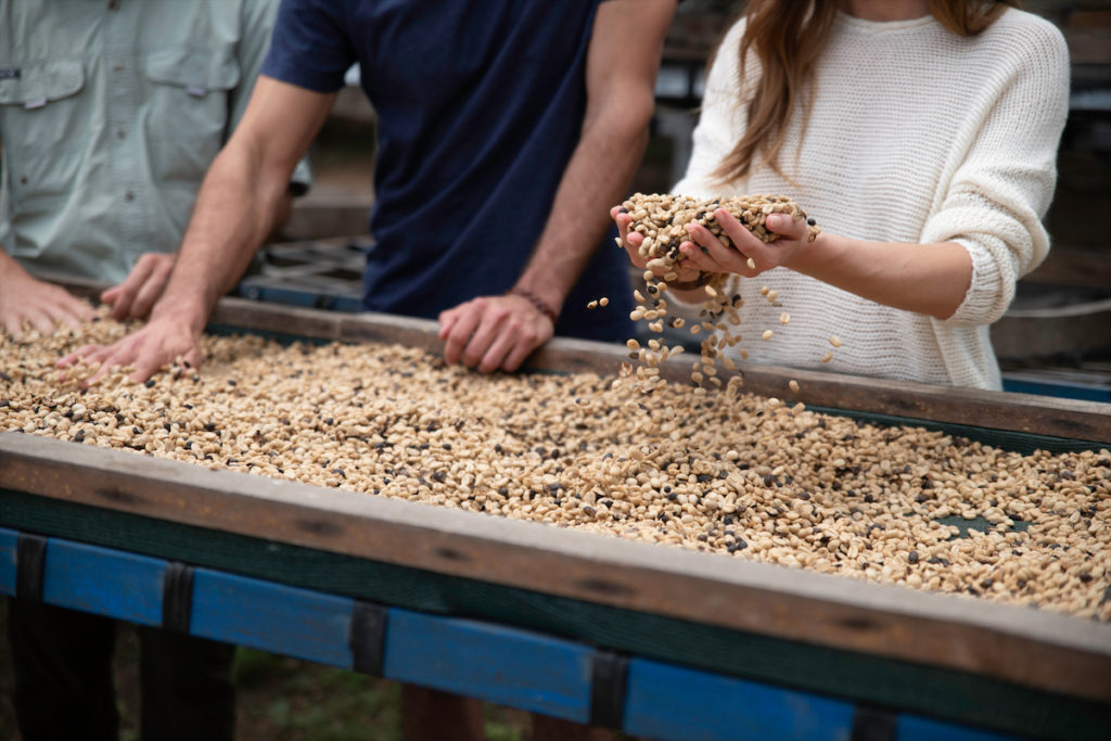 Tour a sustainable coffee plantation with Hacienda AltaGracia