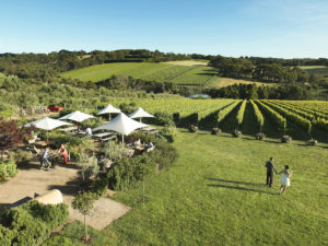 Montalto Vineyard and Olive Grove