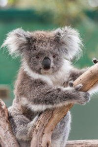 Moonlit Sanctuary, Mornington Peninsula 2