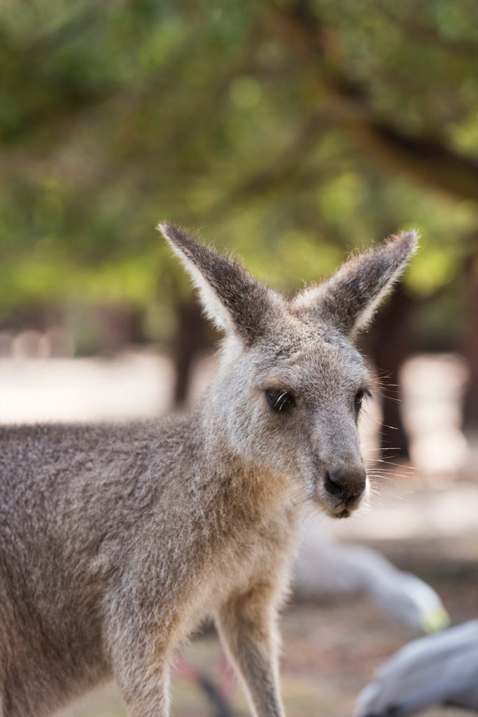 Moonlit Sanctuary, Mornington Peninsula (courtesy of Visit Victoria)