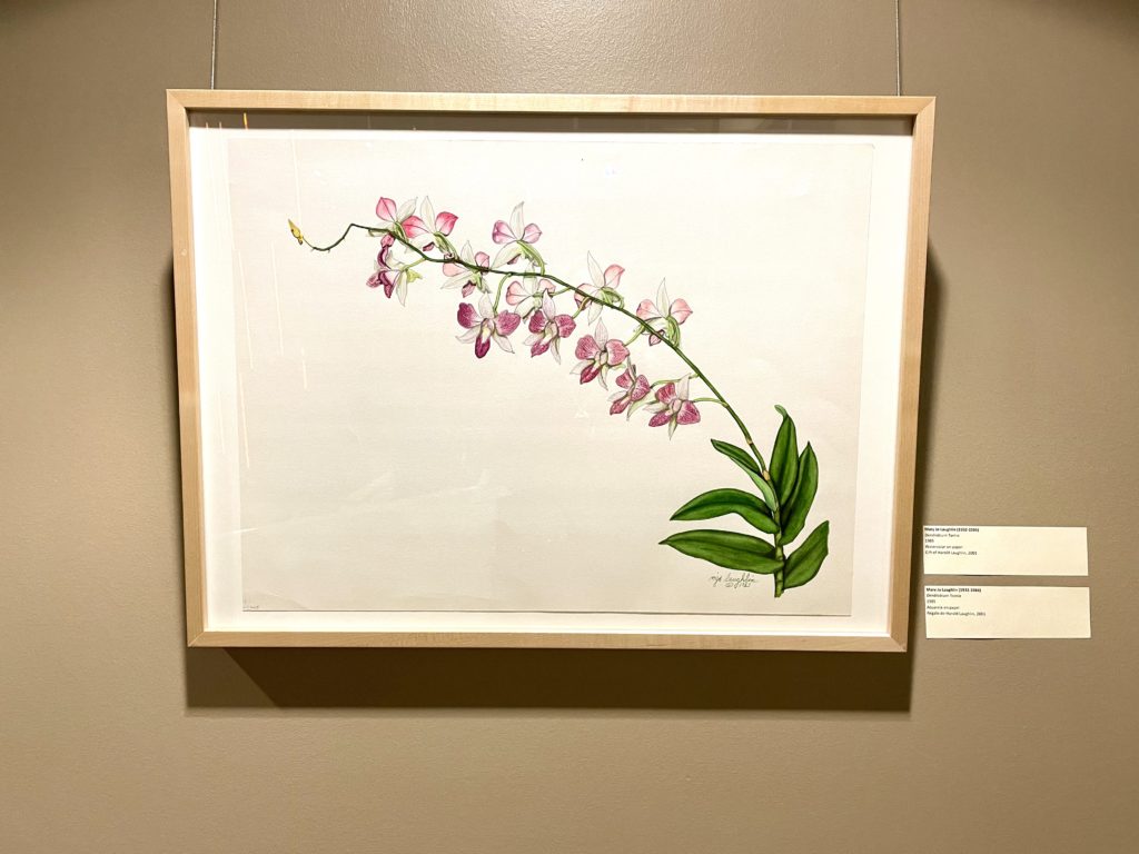 Dendrobium Tomie by Mary Jo Laughlin is part of the Orchids exhibit which is also now on view at BRIT. (Photo by Courtney Dabney)