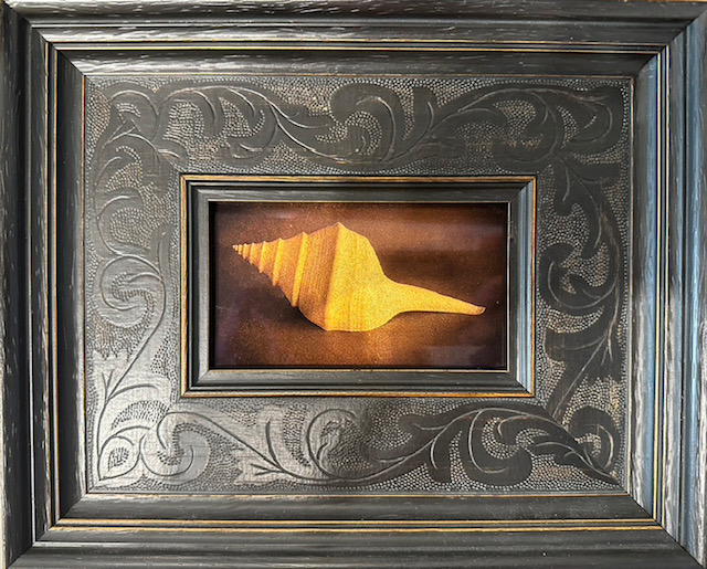 Kate Breakey's "Trumpet Shell." Kate Breakey’s Trumpet Shell is a gold toned image with a delicately carved frame