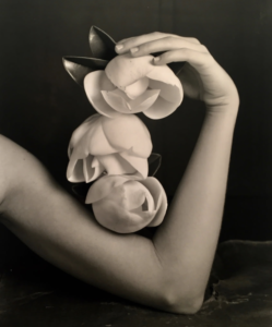 Robert Langham – 3 Magnolias