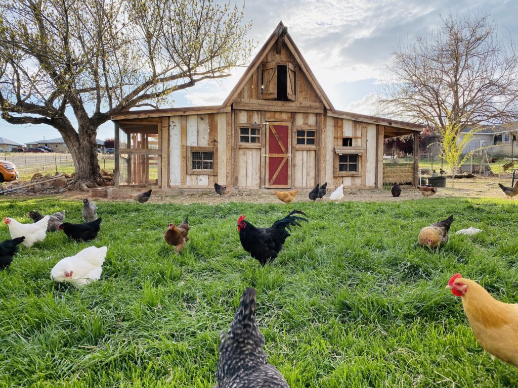 With This HighTech Coop, Anyone Can Have Backyard Chickens