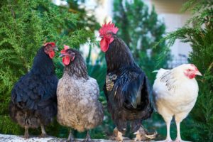 The Chicken App links customers to Coop’s chicken services.
