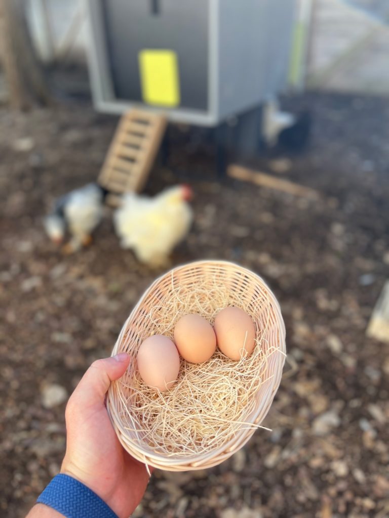 With their special chicken coop and services, anybody can become a backyard farmer.