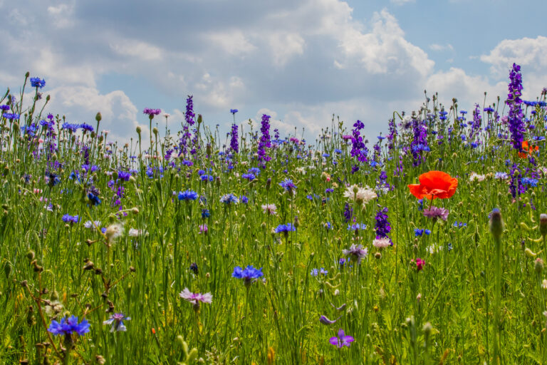 A Texas Wildflower and Season Viewing Guide