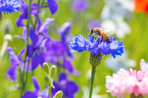 Wildflowers 2023 – Even the bees enjoy the show at Crowley Park Richardson. (Photo by Travel Texas)