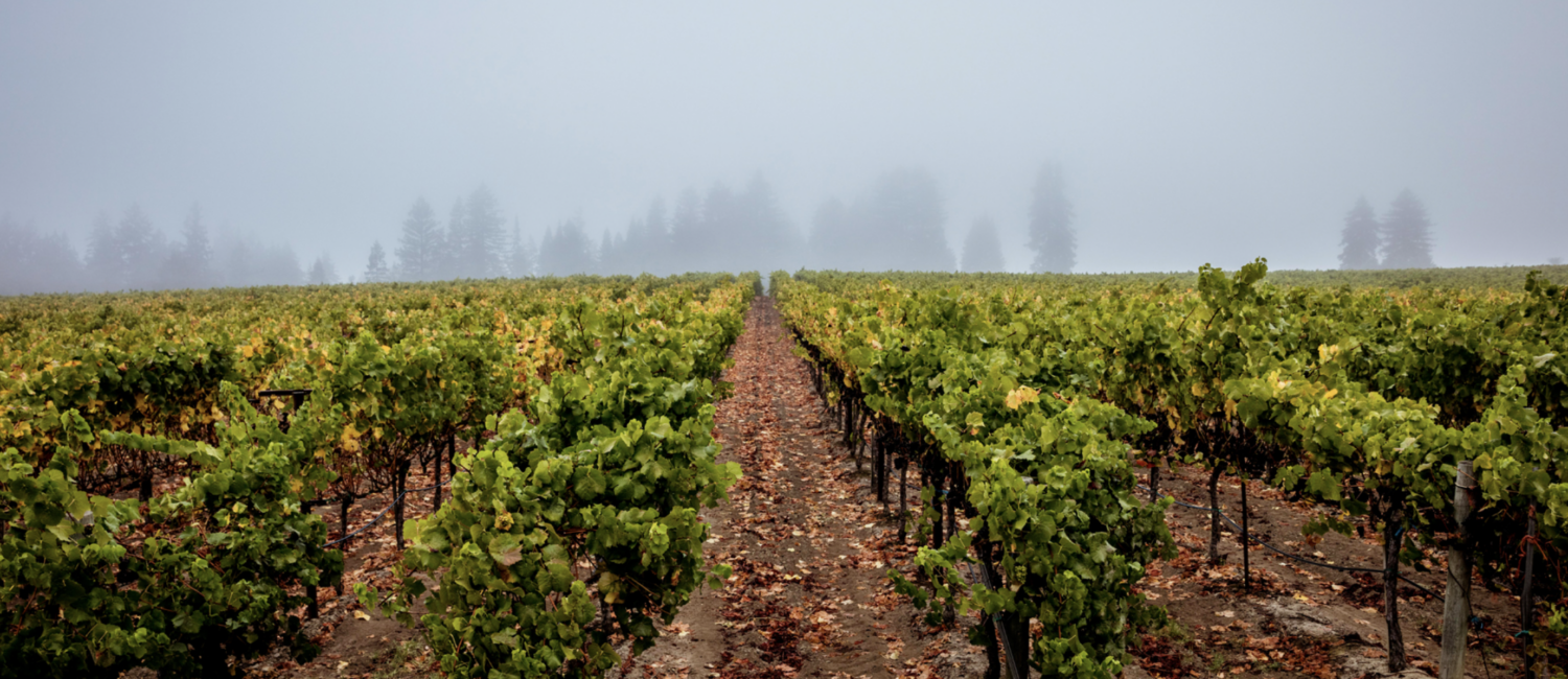 Heintz Vineyard