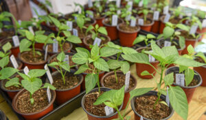 papercity_thewoodlands_famers_market_8