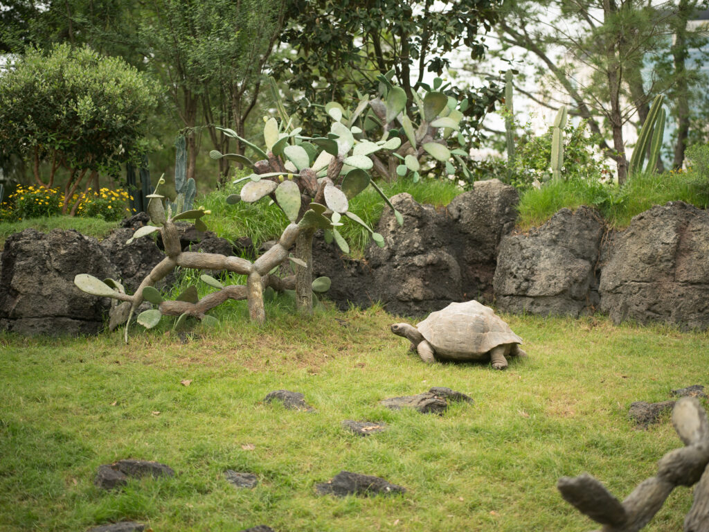 They're large and in charge. They're giant tortoises. Photo courtesy Houston Zoo.