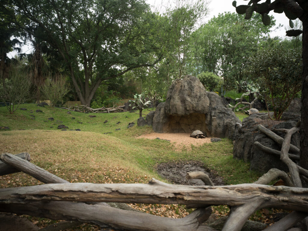 Who doesn't love a Galápagos giant tortoise? Photo courtesy Houston Zoo.