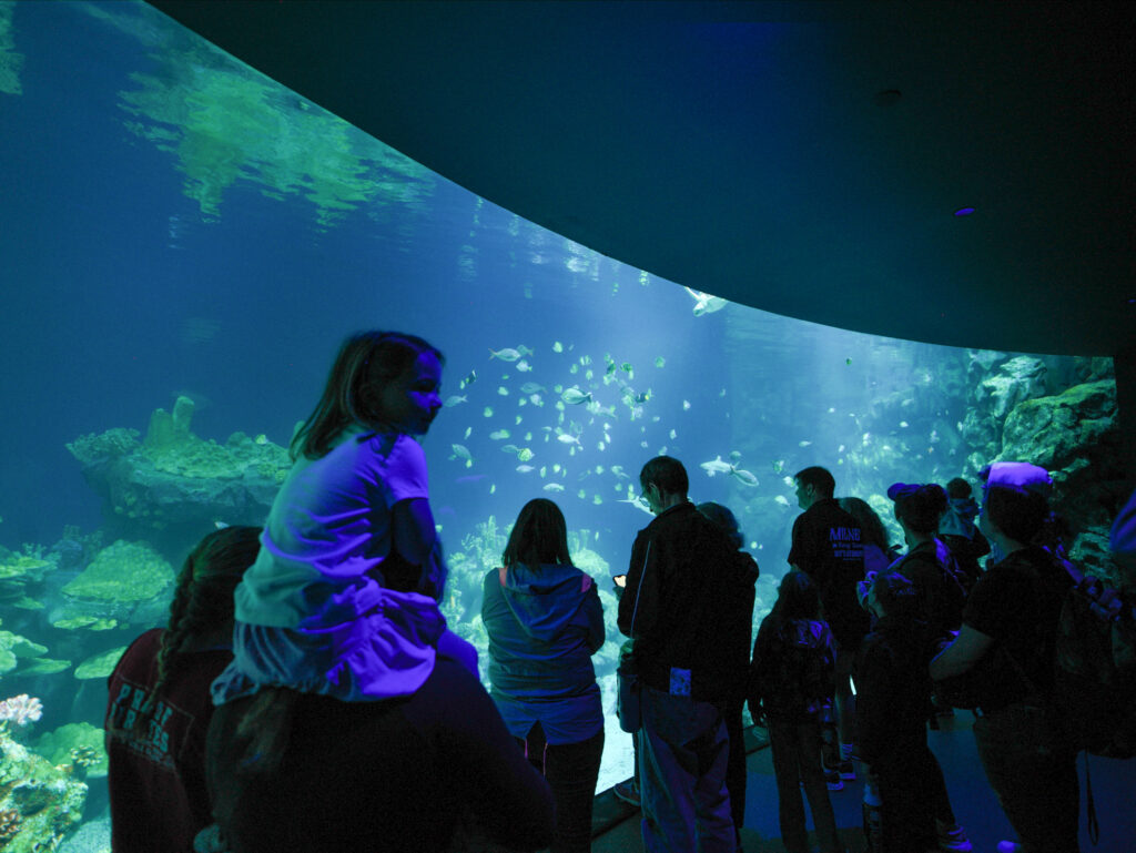 Go under the sea in the One Ocean aquarium. Photo courtesy Houston Zoo.
