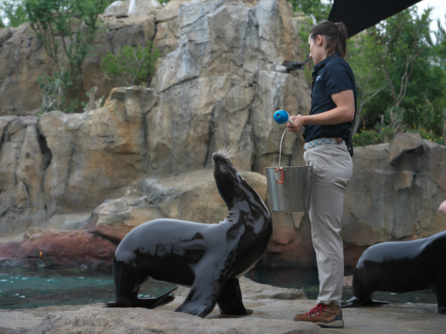 Houston Zoo Debuts FirstEver Galápagos Exhibit PaperCity Magazine