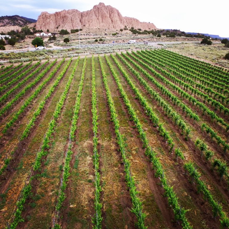 One of the vineyards producing grapes for Vivac wines near Dixon, New Mexico shows off the state’s underrated wine power.