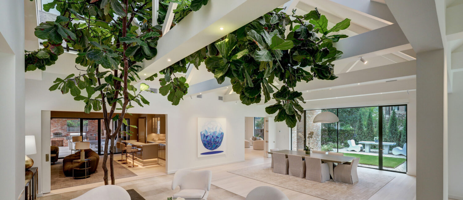 A massive, living fiddle leaf fig tree rises in the center of the home at 3404 Chevy Chase. (Photo by TK Images)