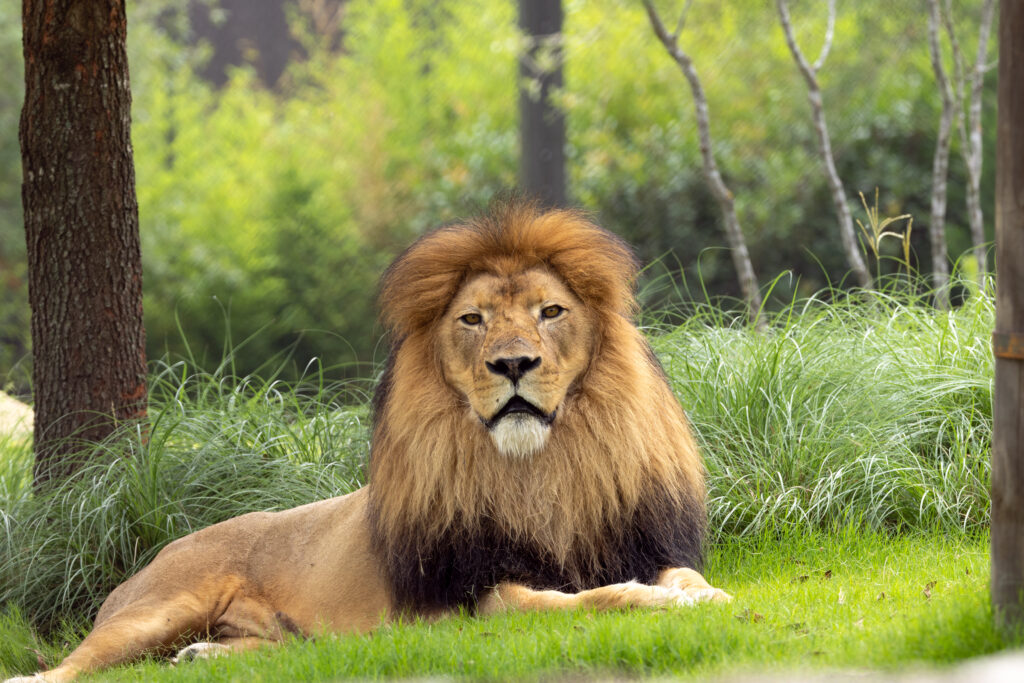 Now when you enter the Fort Worth Zoo, you'll be greeted by the lions, who are front and center. 