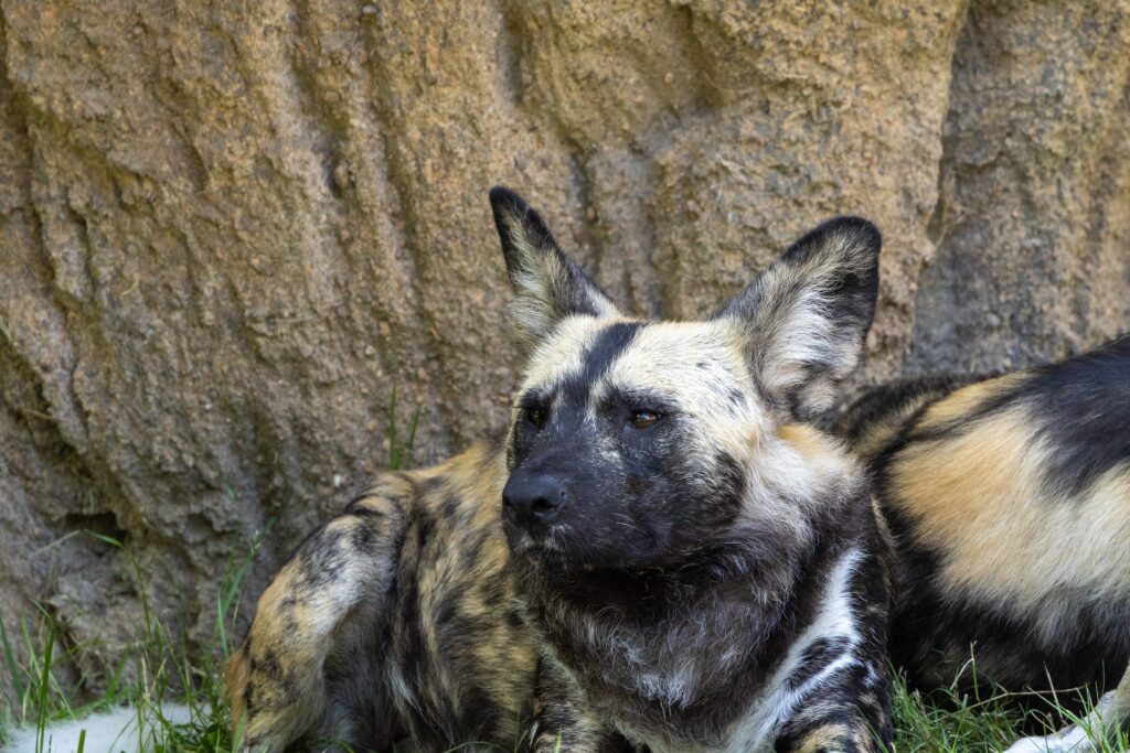 You can see why they call him the African painted dog.