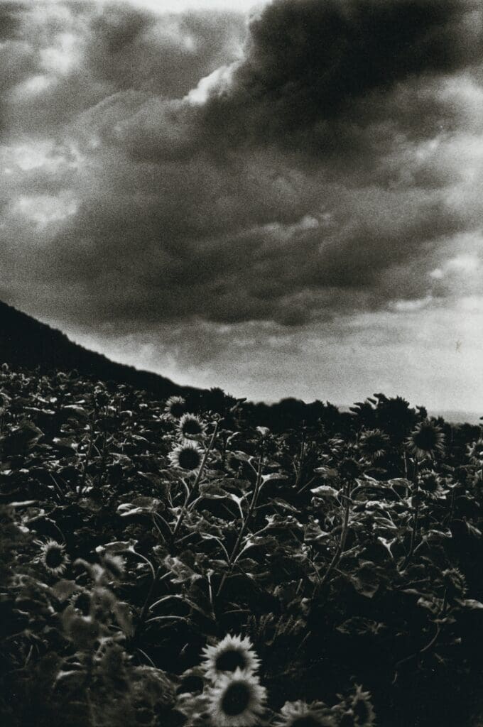Ming Smith's "Goghing with Darkness and Light, Sunflowers, Singen, West Germany," 1989. (Courtesy Contemporary Arts Museum Houston)