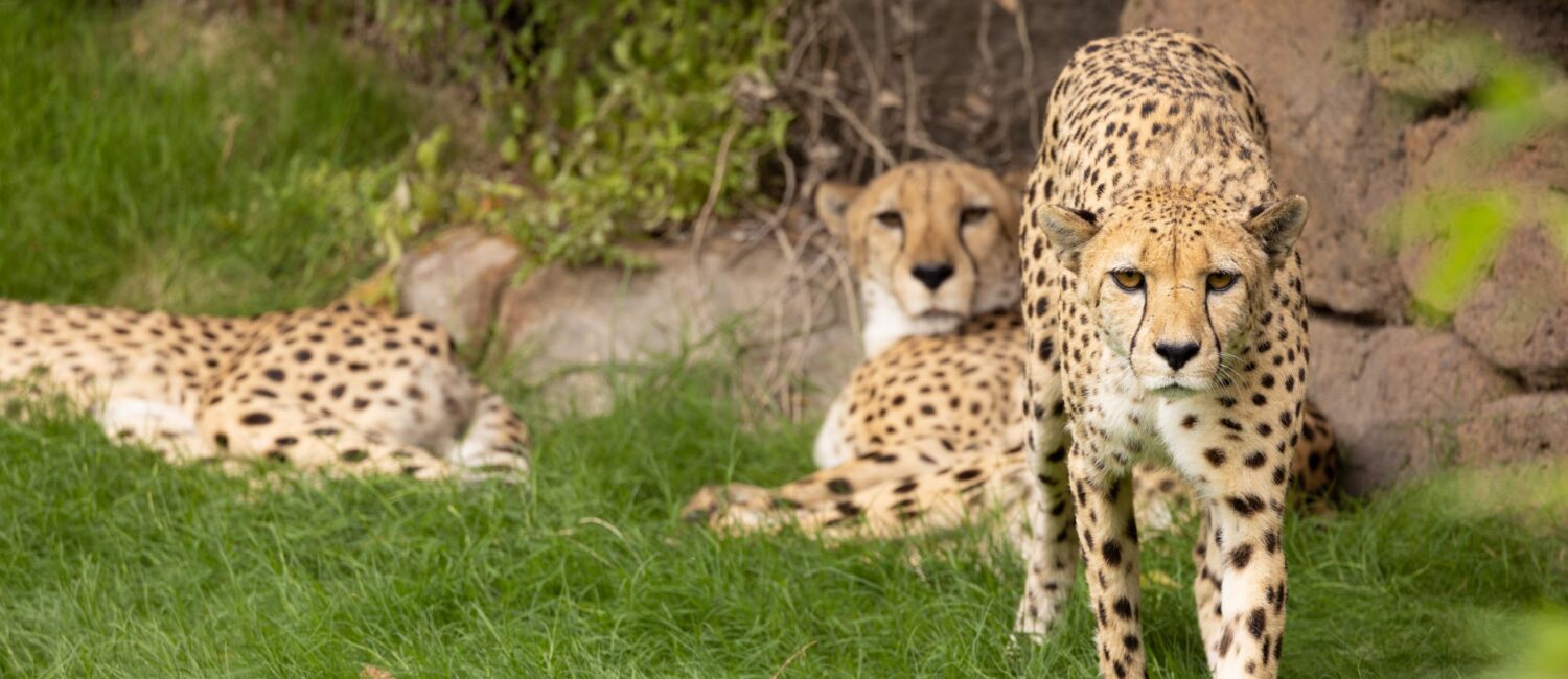 The cheetahs are getting used to their grassy new habitat at the Fort Worth Zoo.