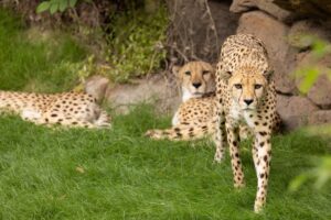 The cheetahs are getting used to their grassy new habitat at the Fort Worth Zoo.