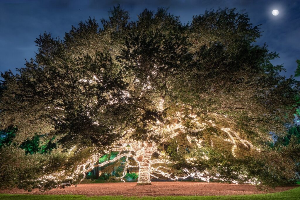 The famed Texas oak on the Meadow at The Houstonian Hotel, Club & Spa.