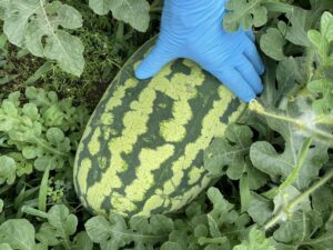 farmer – melons from Slack Tide Market Garden are featured at Lake Worth Farmer’s Market.