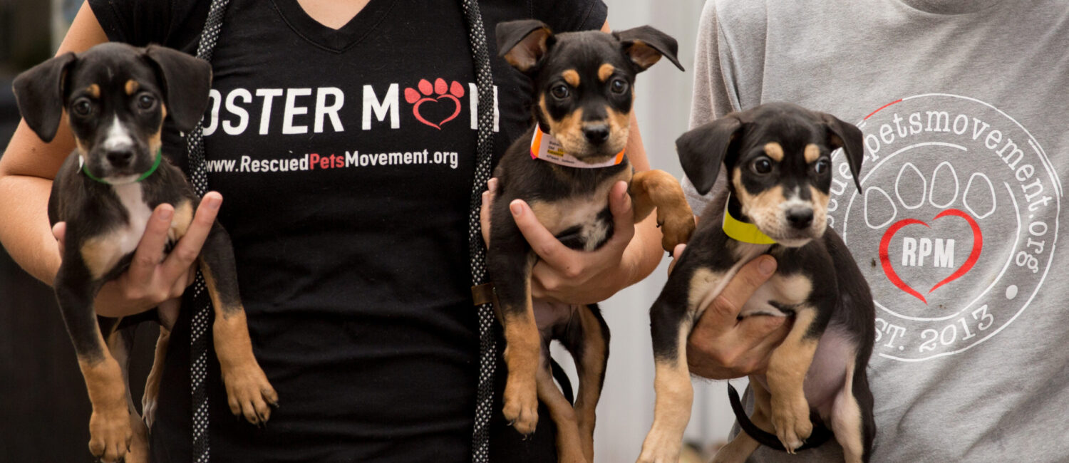 Rescued Pets Movement (Photo by Paige Beitler)