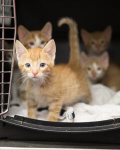 Rescued Pets Movement cats (Photo by Paige Beitler)