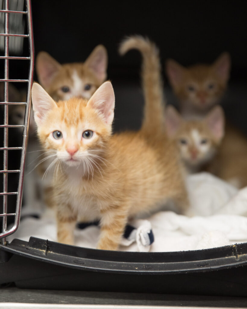 It all takes passionate volunteers and money to save these precious lives. (It’s estimated every animal on average costs Rescued Pets Movement $150 to transport and more than $425 if they require medical care, too.) (Photo by Paige Beitler)