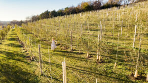 Drone Shot Orchard