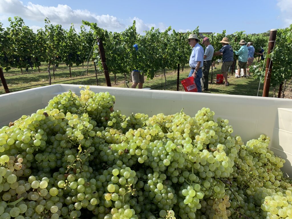 Celebrate grape harvest in Fredericksburg by participating in grape picking, grape stomps, and special release parties. (Courtesy of the Fredericksburg CVB)