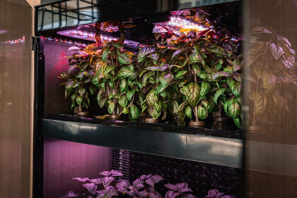 The hydroponic farm shelf at Margaret's provides fresh herbs for dishes. (Courtesy)