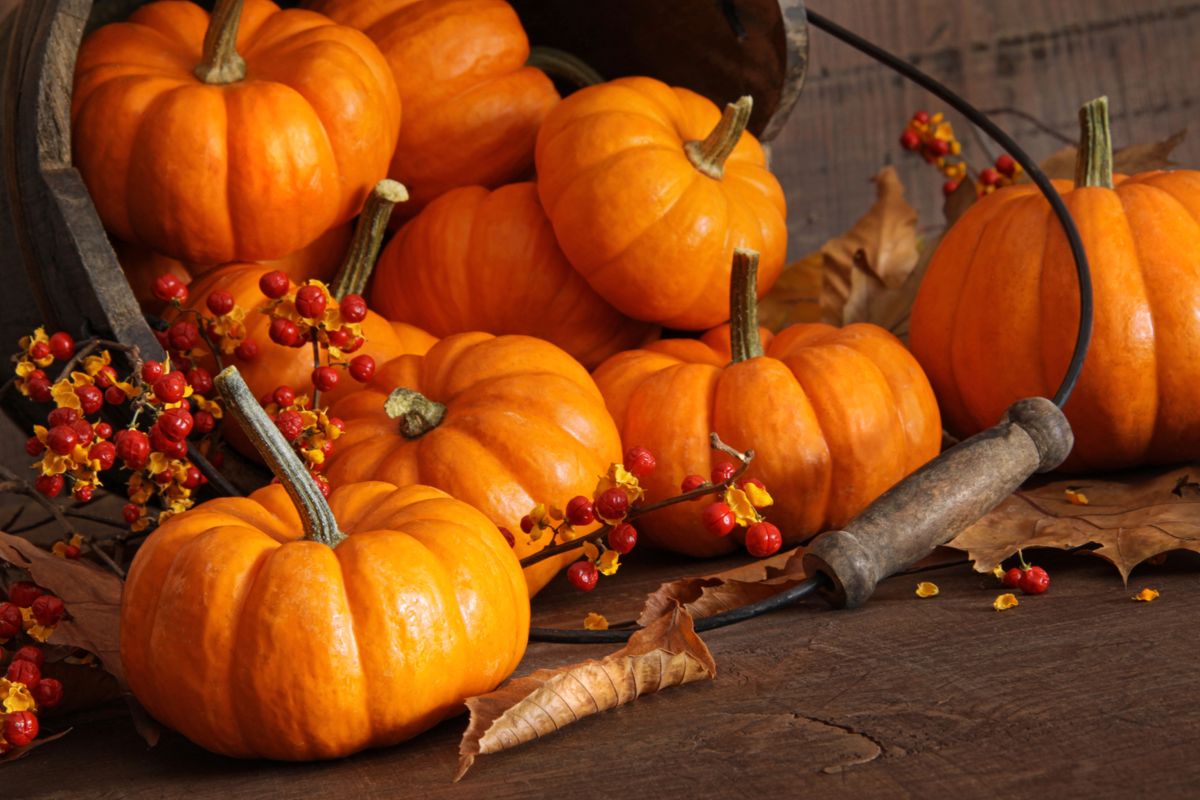 Fall fun means pumpkins and Howard Hughes' Fall Festival will have plenty of them.