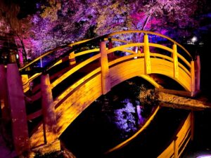 Milestone – The Japanese Garden’s new arched bridge reflects in the water during Lightscape. (Photo by Courtney Dabney).