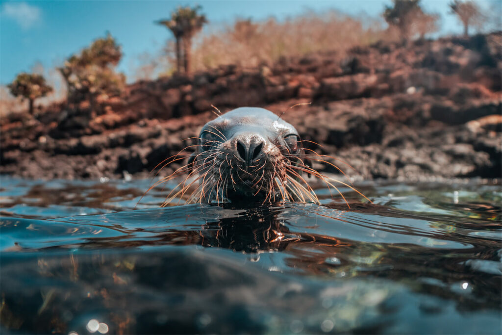 Returned to Texas, my Ecoventura trip feels like a dream, but one I will always carry with me.