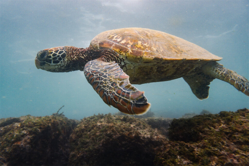The Galápagos are comprised of nineteen islands and a surrounding marine reserve, located in the Pacific Ocean some 600 miles from mainland Ecuador.