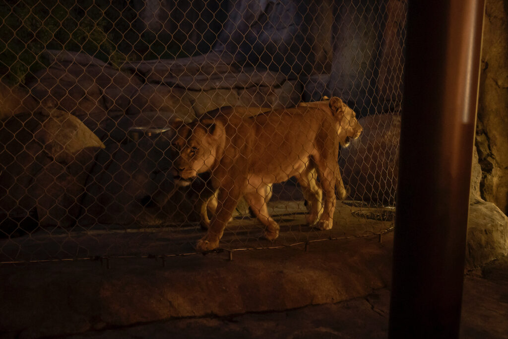 Lions at the 2023 Zoo To Do (Photo by Thomas Garza and Rob Wythe/Wythe Portrait Studio)