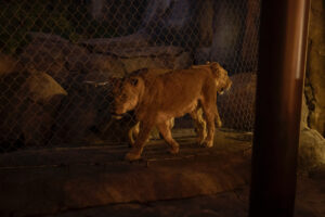 Lions at the 2023 Zoo To Do (Photo by Thomas Garza and Rob Wythe/Wythe Portrait Studio)