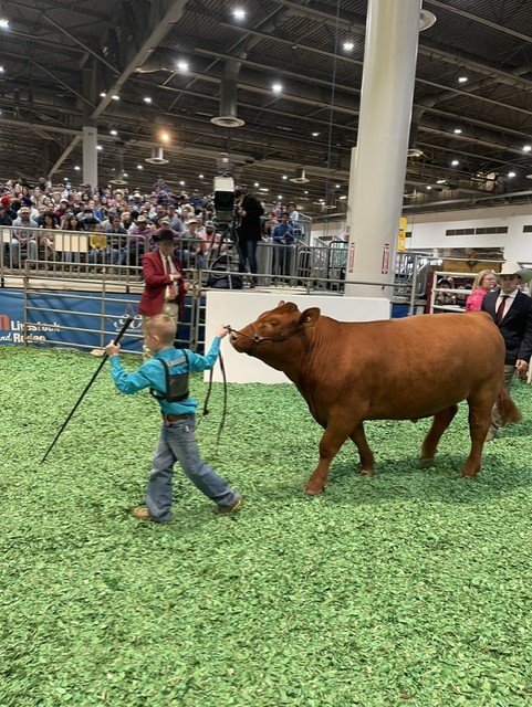 A young fellow with his charge at the 2023 Junior Market Steer Auction at RodeoHouston
