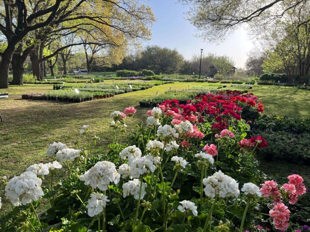 Spring Plant Sale at Fort Worth Botanic Garden - PaperCity Magazine